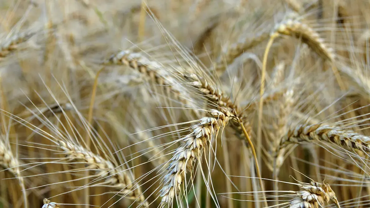 Аграріям здешевили кредити: ставка впала до 10%