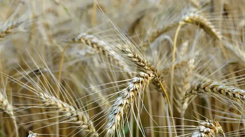 Аграріям здешевили кредити: ставка впала до 10%