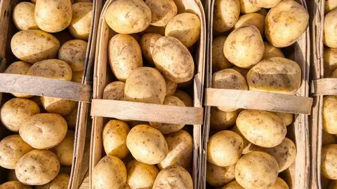 Картоплі вистачить: ціни вже впали на 15%