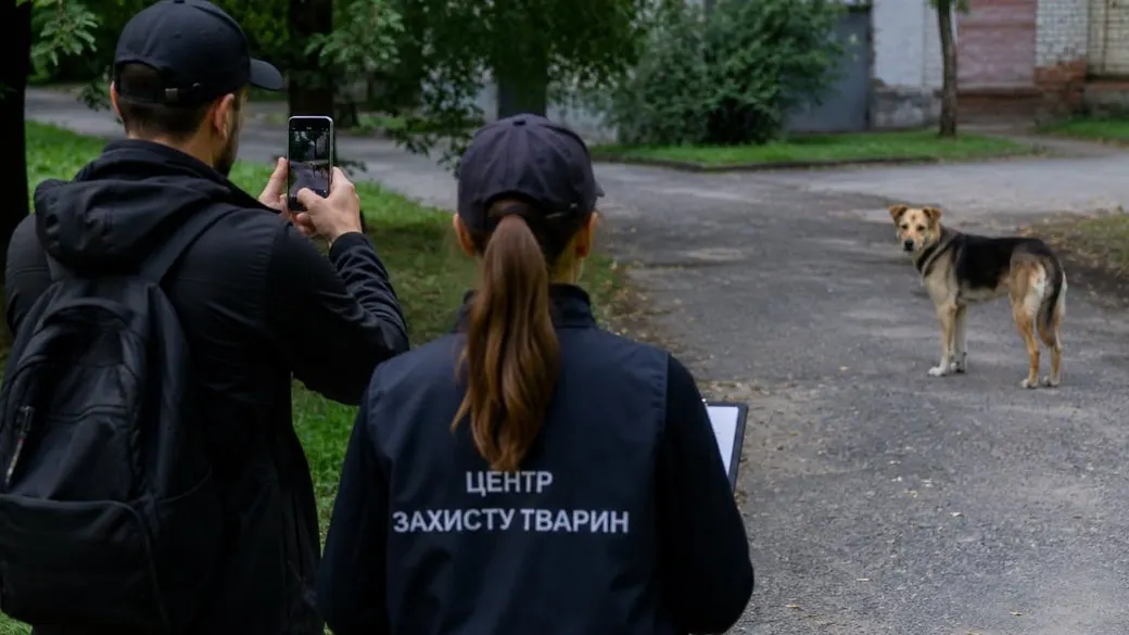 У Житомирі порахують безпритульних собак: дати і методика