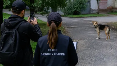 У Житомирі порахують безпритульних собак: дати і методика