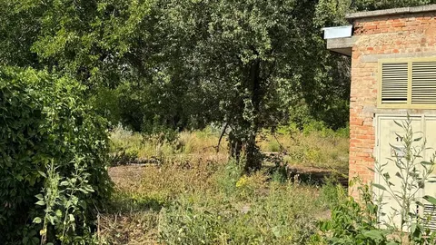 Суд у Кропивницькому поставив на паузу справу про лісопарк «Никанорівський»