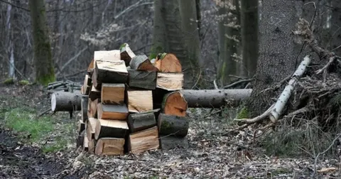 Що насправді можна забрати з лісу на дрова, а за що загрожує штраф