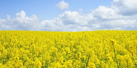 Аграрії просять скасувати мито на сою та ріпак: експорт обвалився вдвічі